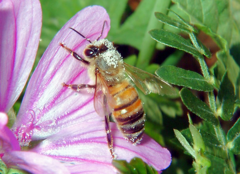 Sirfide da determinare: Sphaerophoria taeniata?